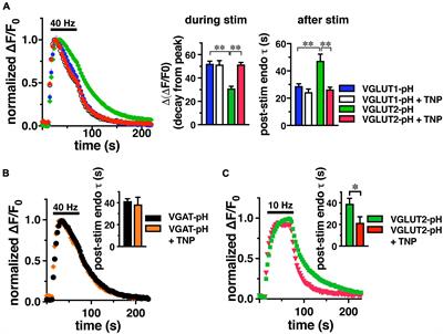 Inositol hexakisphosphate kinases differentially regulate trafficking of vesicular glutamate transporters 1 and 2